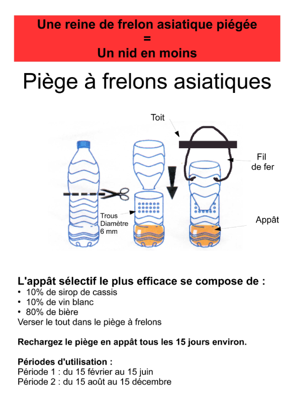 Image piege frelon asiatique et periode de piegeage