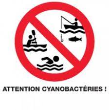 picto cyanobacteries