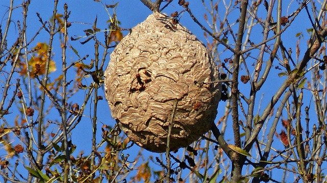 insects 2985850 640